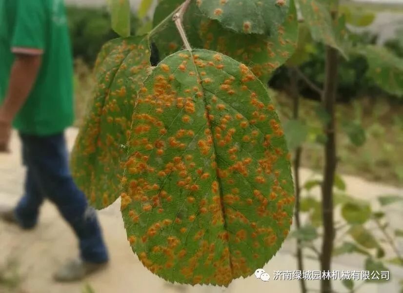 园林植保信息-园林植物病害识别诊断和防治措施-园林植物病害诊断方法