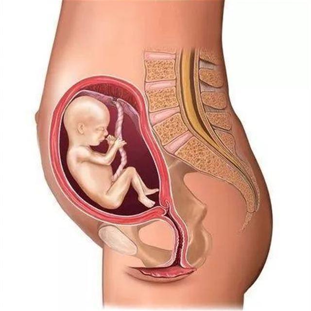 怀孕,孕妈,子宫,孕期,胎儿,肚脐
