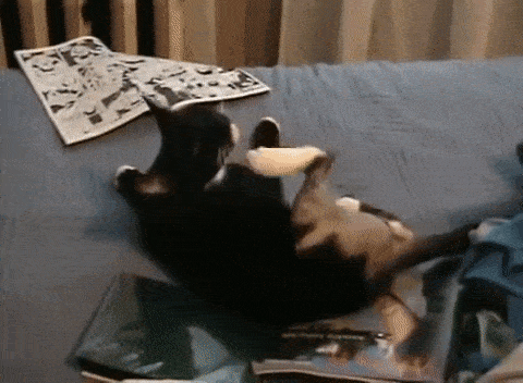 猫咪总挠痒痒就是有跳蚤?4招搞定猫咪瘙痒问题