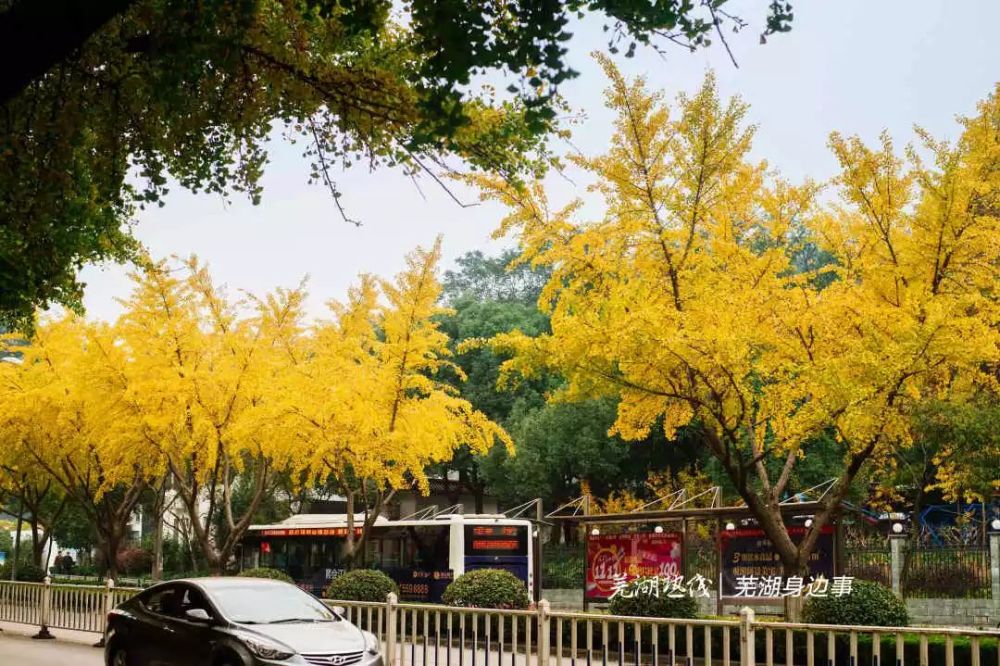 芜湖,公园,汀棠公园,长江