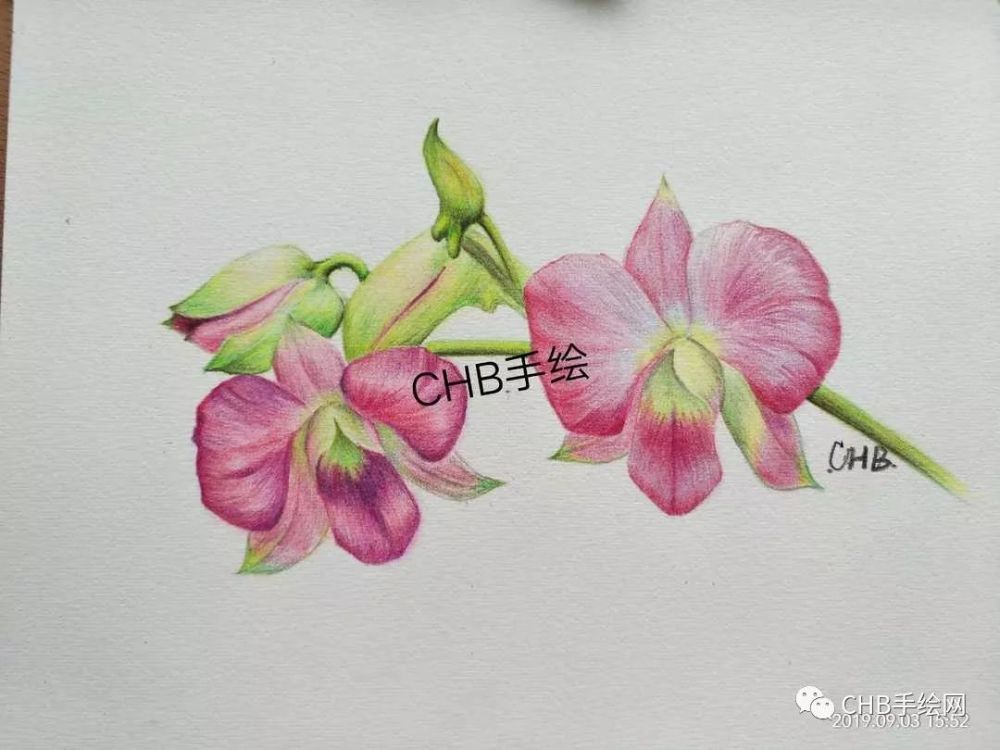 零基础学画画:彩铅石斛花手绘过程分享