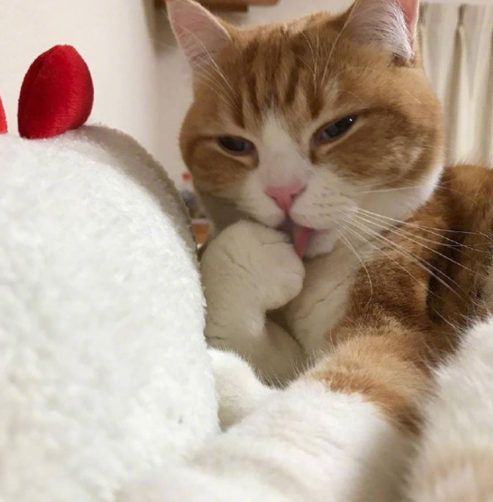 猫咪天生比较"矫情",每天都要花时间舔爪爪,不过真的很可爱