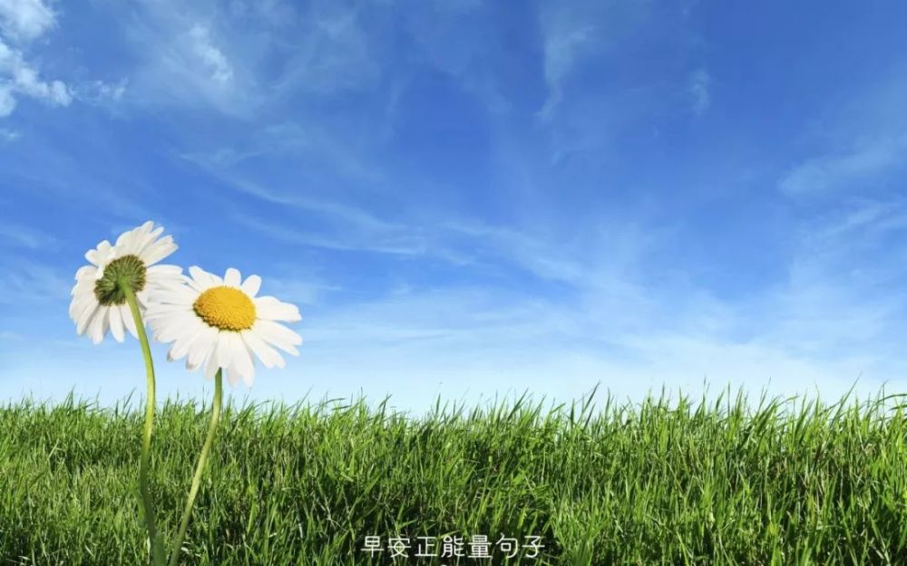 向日葵