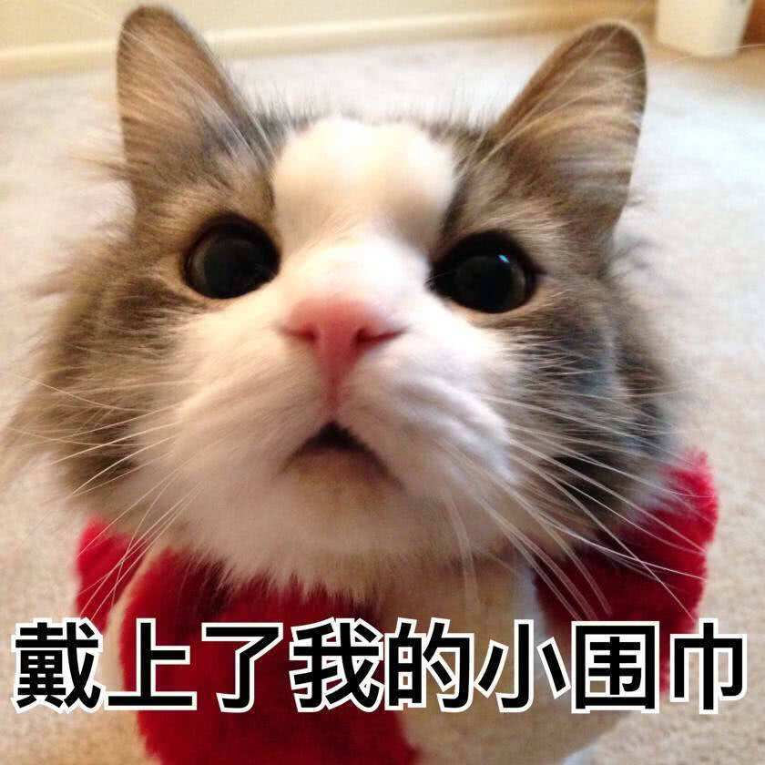 可爱猫咪搞笑表情包:戴上我的小围巾,可爱不!