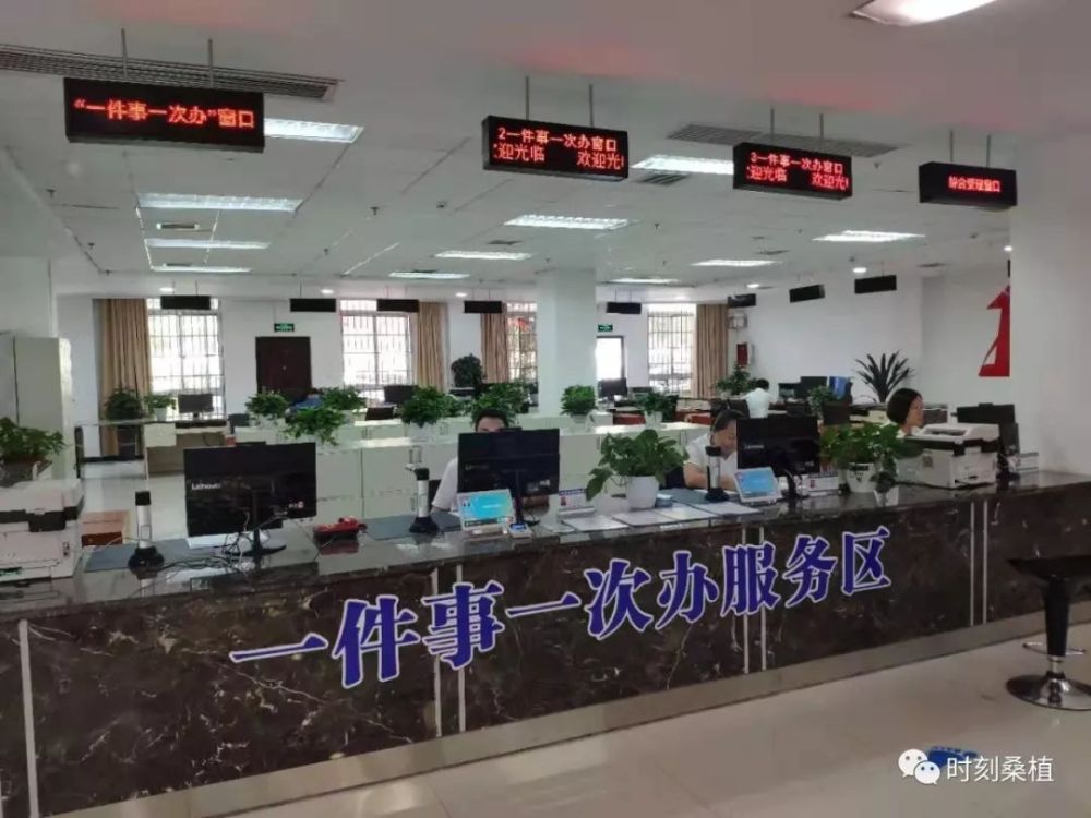 政务服务中心,桑植县,张双英