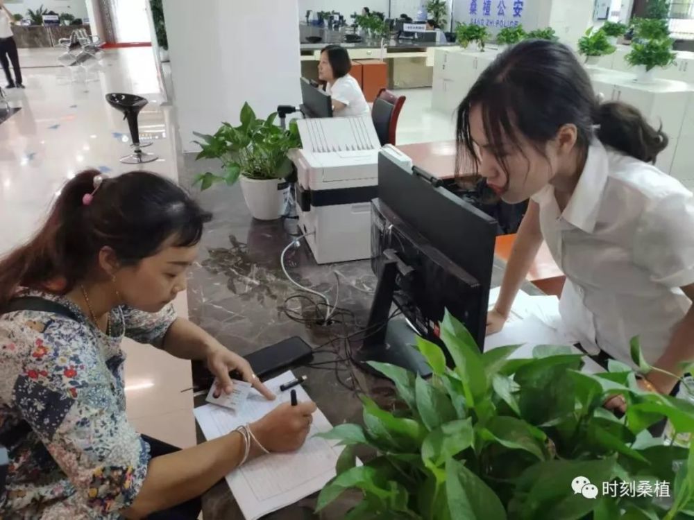 政务服务中心,桑植县,张双英