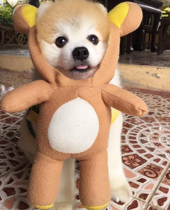 泰国的一只小博美火了,形似秋田犬,特长就是可爱卖萌