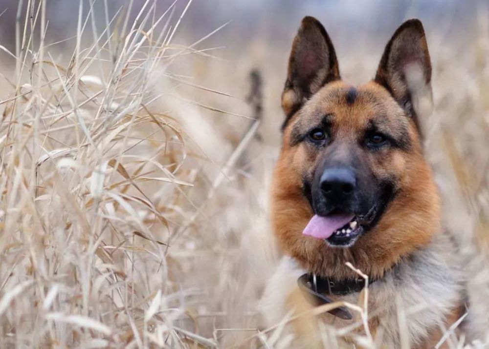 德国真的产好犬啊,随便一数,就这么多!