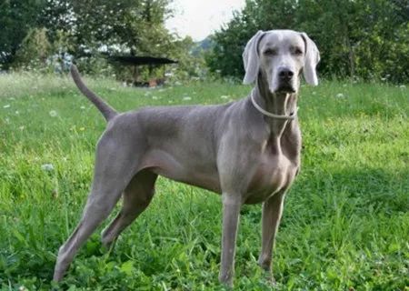 威玛猎犬是一种中型的灰色犬,形态优雅.它非常美丽,外貌是贵族化的.
