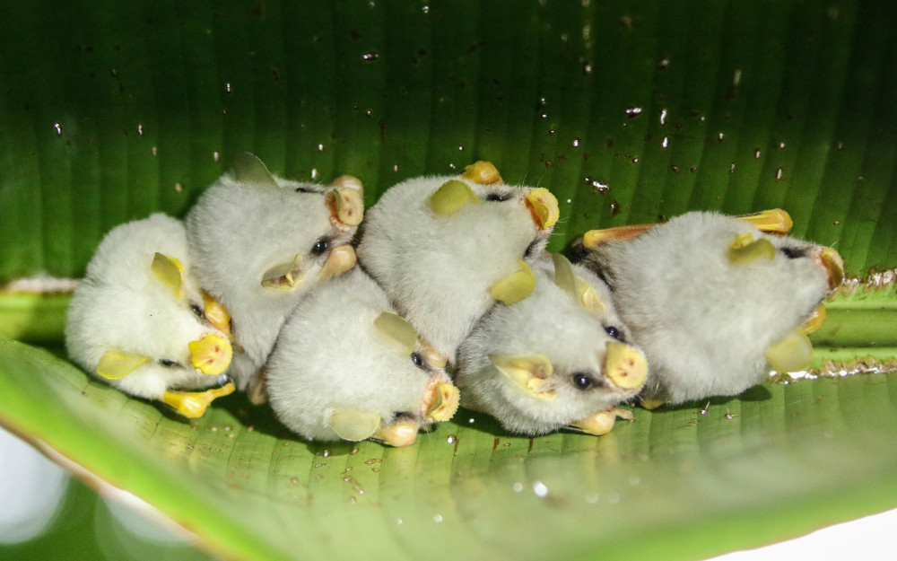 洪都拉斯白蝠:毛绒绒胖乎乎的软萌蝙蝠,挤在一起时就像糯米团子