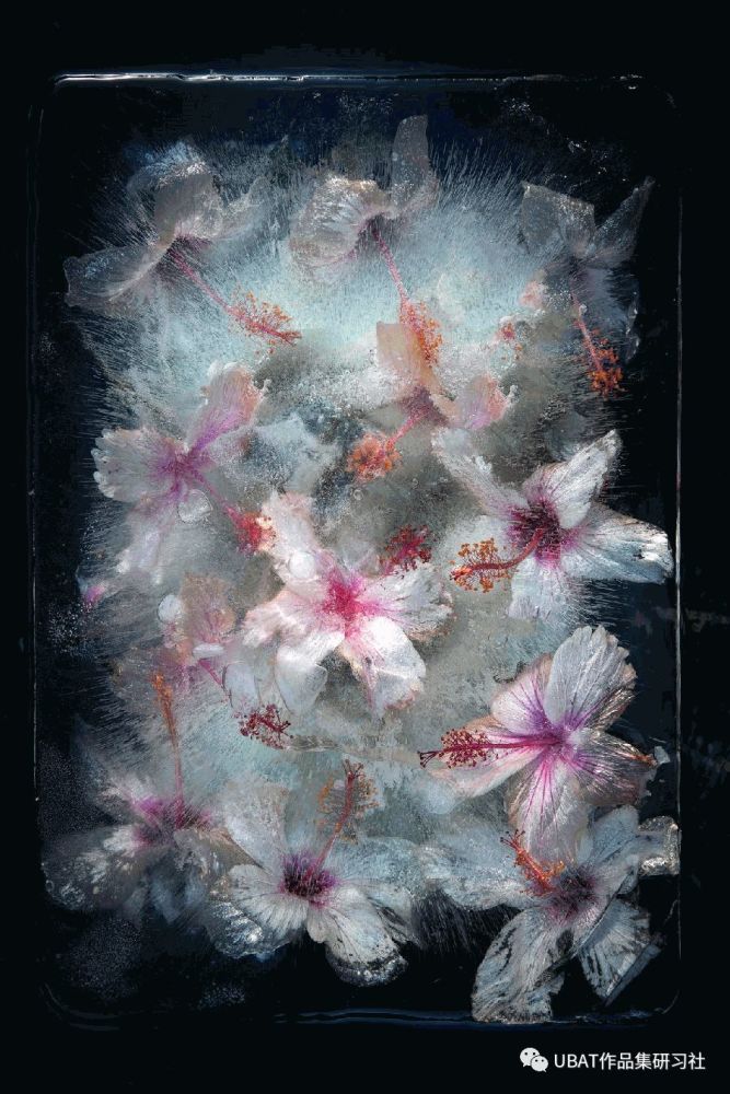 冷冻过程中冰块内会随机产生气泡,每组花朵被冰冻后都有不同的效果.