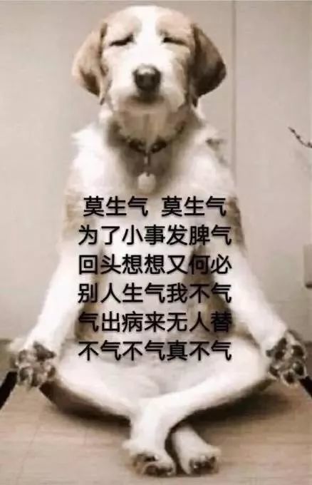 搞笑一组很热的狗狗表情包,狗子吓得爬树上抱紧树,真他妈让人害怕