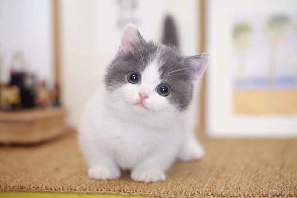 猫咪,救援,小猫,母乳,猫妈妈,喂奶