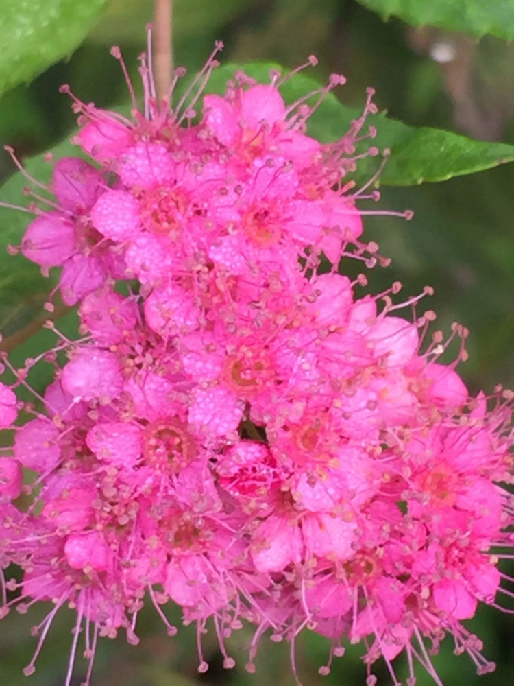 粉花绣线菊蕊如绣线花如海