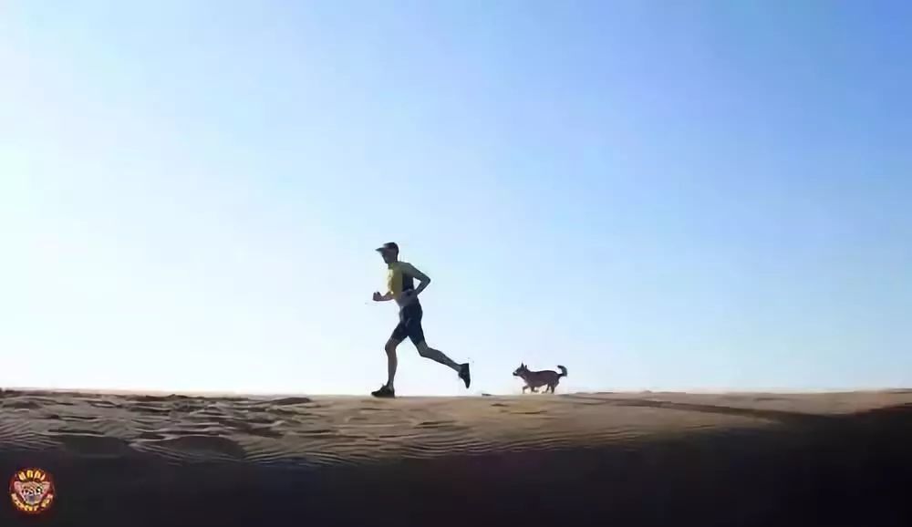 比良药更治愈:三个流浪动物,救赎三段流浪人生