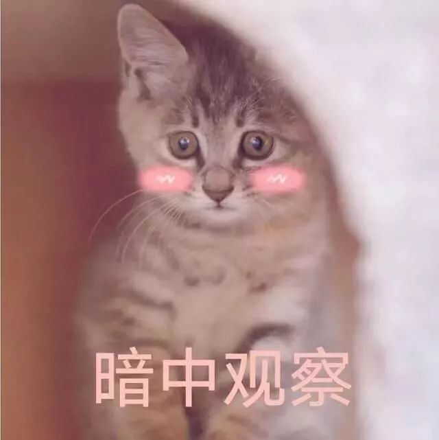 猫咪表情包:真令人害怕