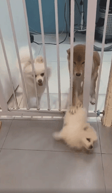 博美钻栏杆到一半,身体却被柴犬按住动弹不得,像不像加班的你?