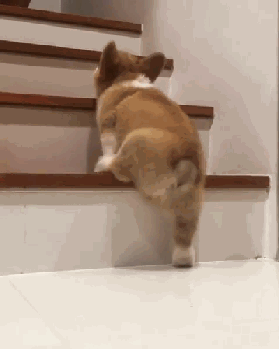 大狗拉小狗：山大呆萌仿生机器狗学会爬楼梯了！2万多带回家
