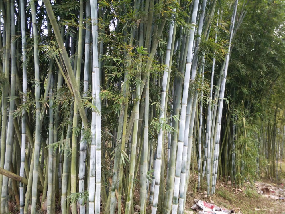 这种竹子在农村用途广泛,是中国南方的特产