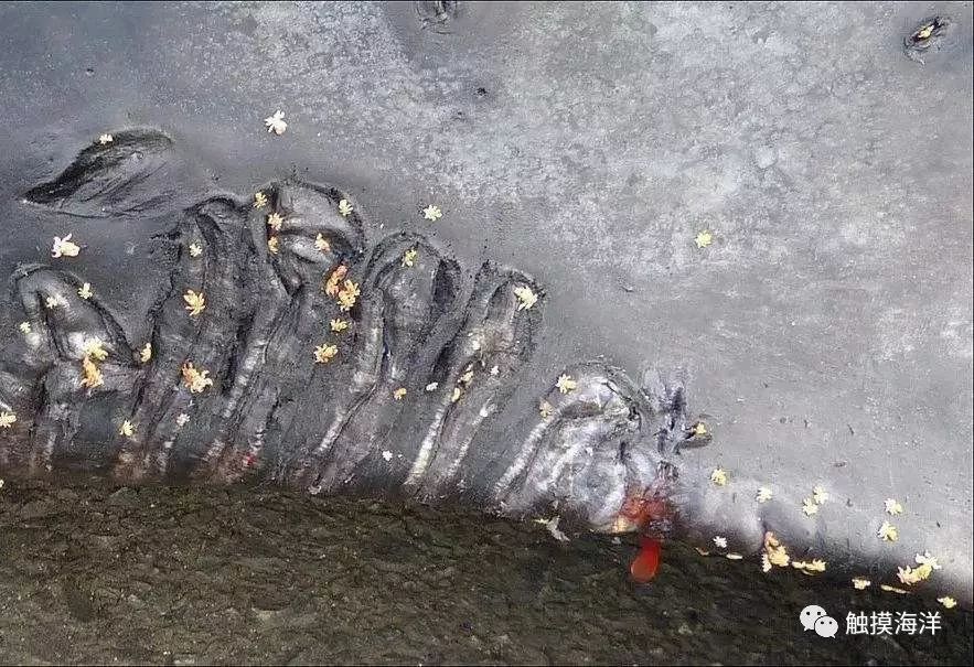 鲸鱼身上密密麻麻的"斑块"——不只是藤壶,还有鲸虱