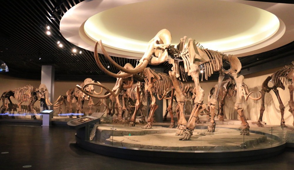 一个博物馆能搞得如此震撼人心,也就是大庆博物馆了