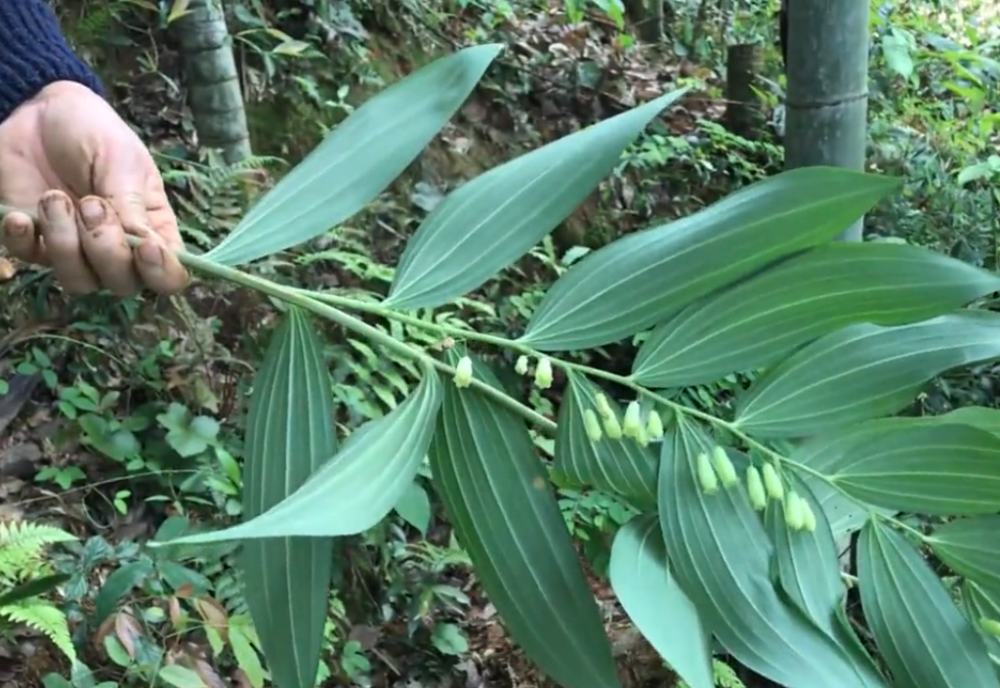 植物,黄精,野草,药材,农村