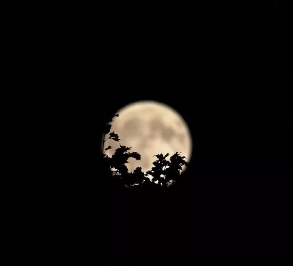 话不多说,一起欣赏众网友拍摄的美照吧~ 富有诗意型 月亮挂树上,我对