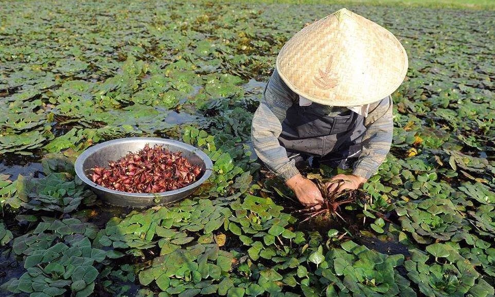 松江本地红菱上市啦