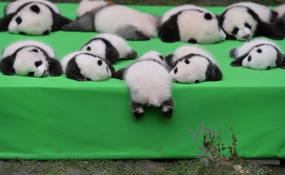 熊猫宝宝摔一跤,全球人民都笑了!只有熊和猫的