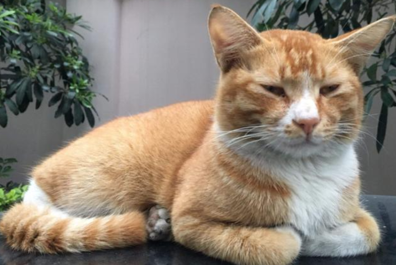 专家揭秘 猫咪为什么喜欢 揣手手 你家的猫也是这样吗 看点快报