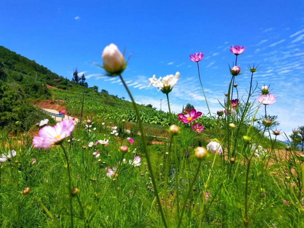马头山,格桑花,会东县,森林康养,乡村文化