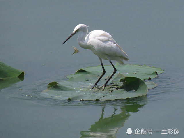 白鹭飞落到荷叶上捕食,没想到发生一连串意外