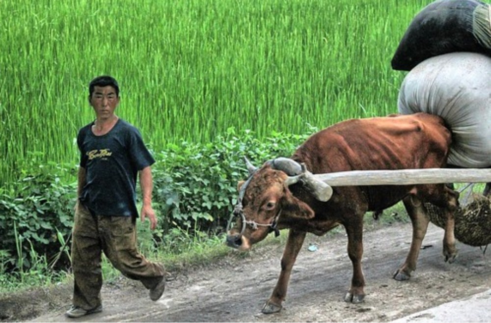 在朝鲜农村,牛有多重要?既是耕地主力又是拉货帮手