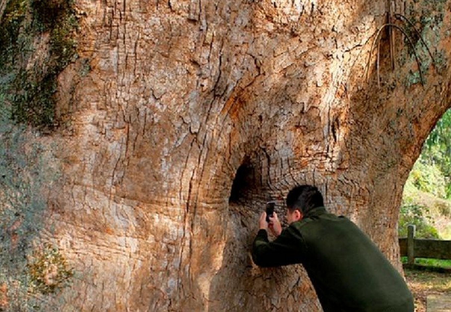 福建这棵古樟树,巴掌大的树洞内,却藏着一尊泥塑佛像!