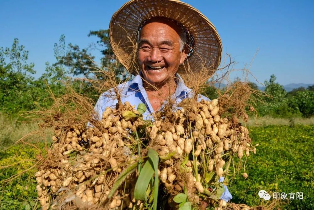 八月二十五)是第二届中国农民丰收节,特选取一组丰收的笑脸奉献给大家