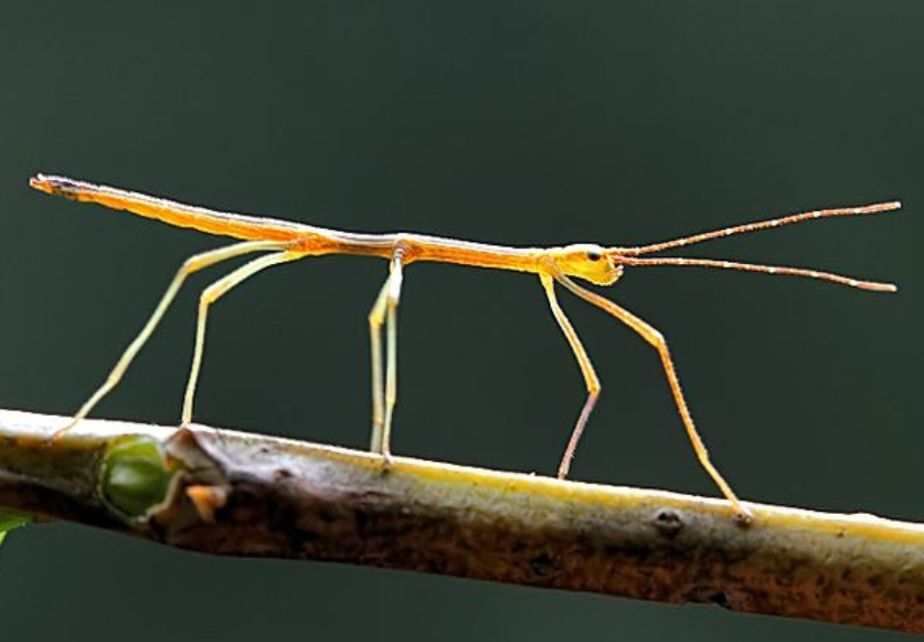 世界之最,竹节虫,地球上存在时间最长的昆虫之一