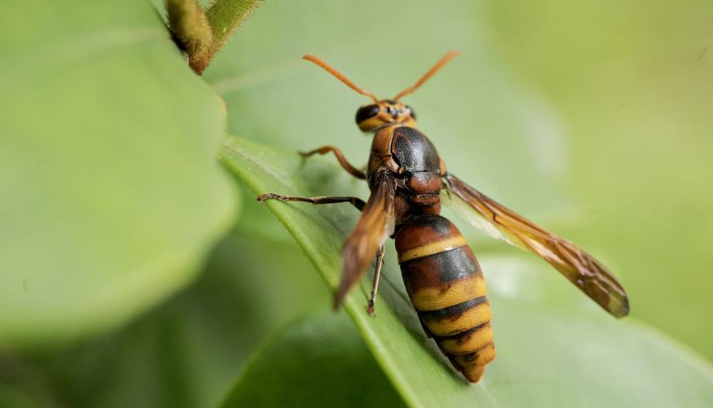 蜜蜂和马蜂有啥不一样?作为养蜂人,这几点咱们需要知道