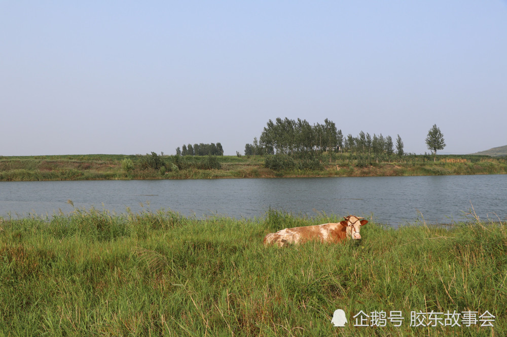 烟台莱阳五龙河畔一个村庄的实景,名字叫做"鸭儿沟"