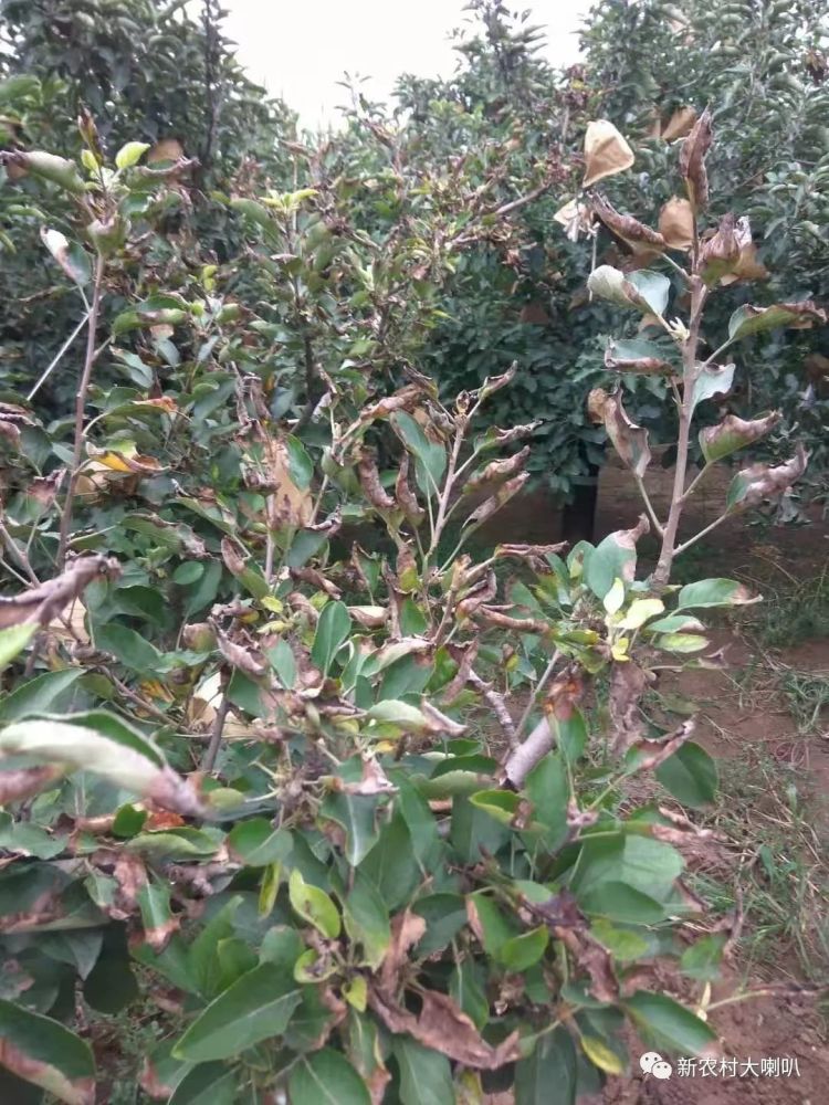 苹果树干边怎么预防?