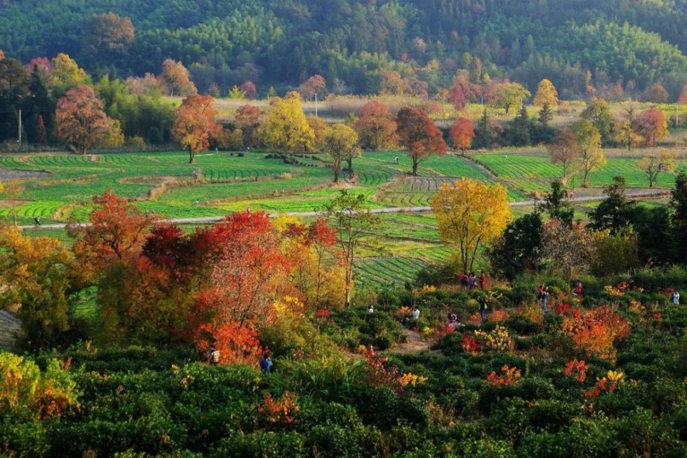 皖南这座古村,藏着中国最美的秋色,这个秋天一定不能错过