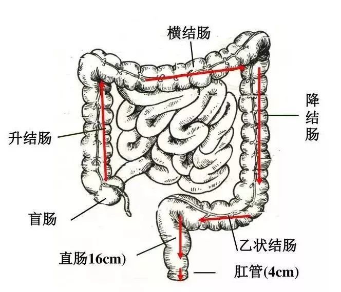 因为这种姿势使降结肠,乙状结肠处在下方,利于灌肠液在重力作用下流入