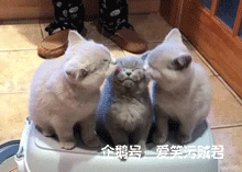 爆笑gif:成精的喵星人,这操作是没谁了,学会讨好主人了啊!