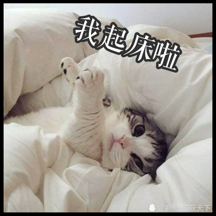 猫咪表情包 又快到周末了那 看点快报