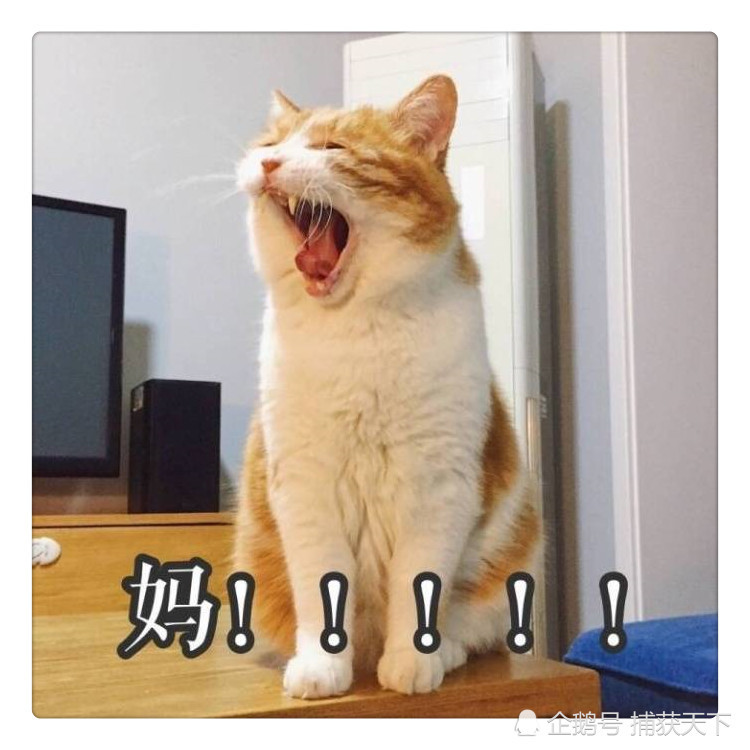 猫咪表情包,又快到周末了那!