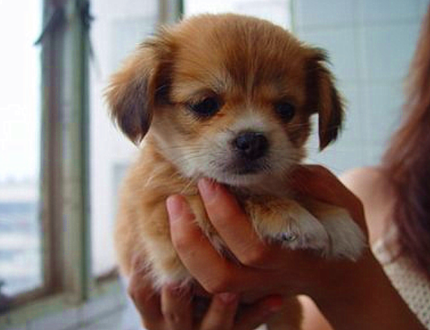 狗狗一年到底相当于人的几岁?看完答案之后,豁