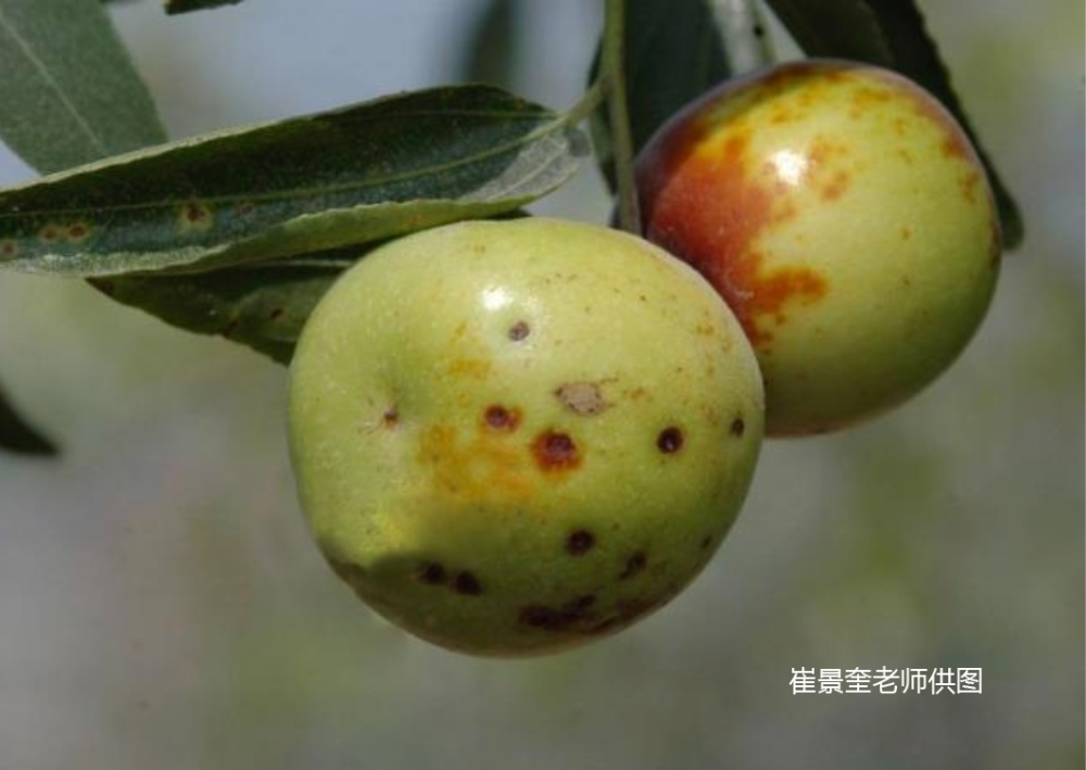 枣树病果布满黄褐色小凸起,炭疽病如何防治
