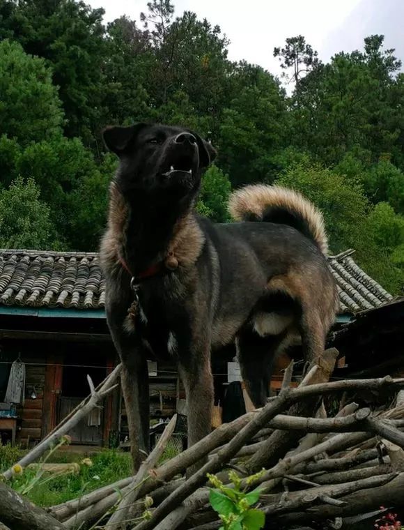 山间魅影,本土丛林悍将,堪称丛林特战的青川犬!