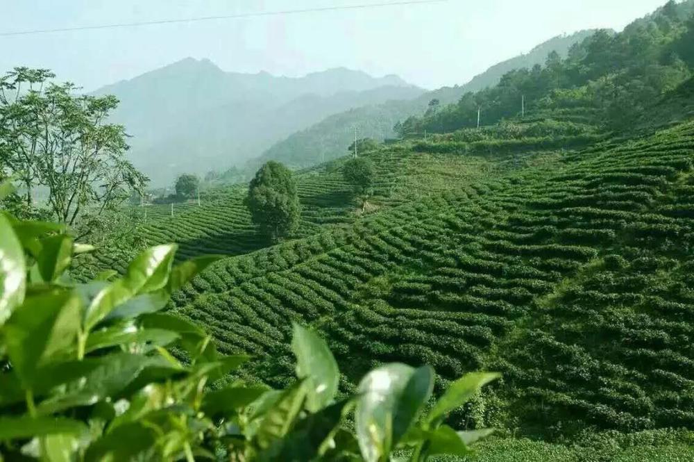 四川第二:洪雅茶业茶园面积与产量