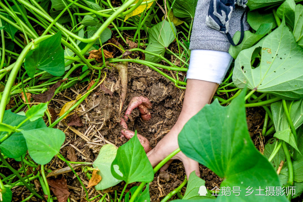 图为用手扒开泥土观看红薯生长的画面.