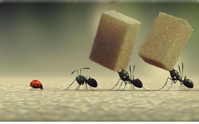 为什么有的蚂蚁有翅膀,有的蚂蚁没有?